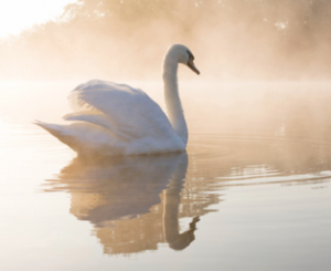 light-language-pituitary-swan-animal-totem