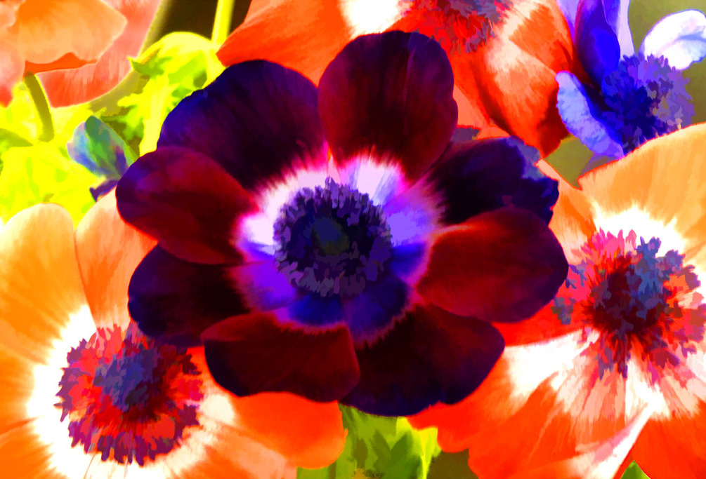 Anemones by Vernon Hyde - Flickr Creative Commons